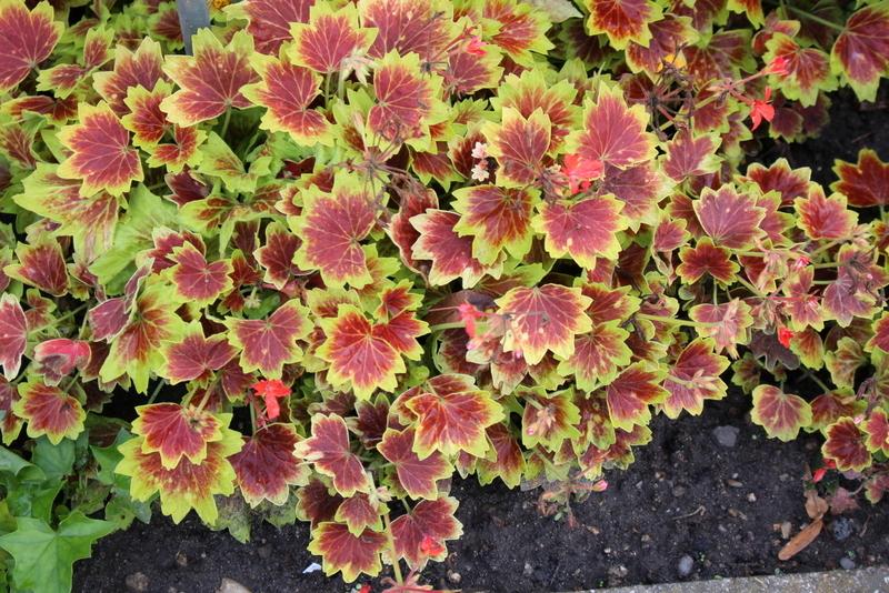 Photo of Zonal Geranium (Pelargonium x hortorum 'Vancouver Centennial') uploaded by RuuddeBlock