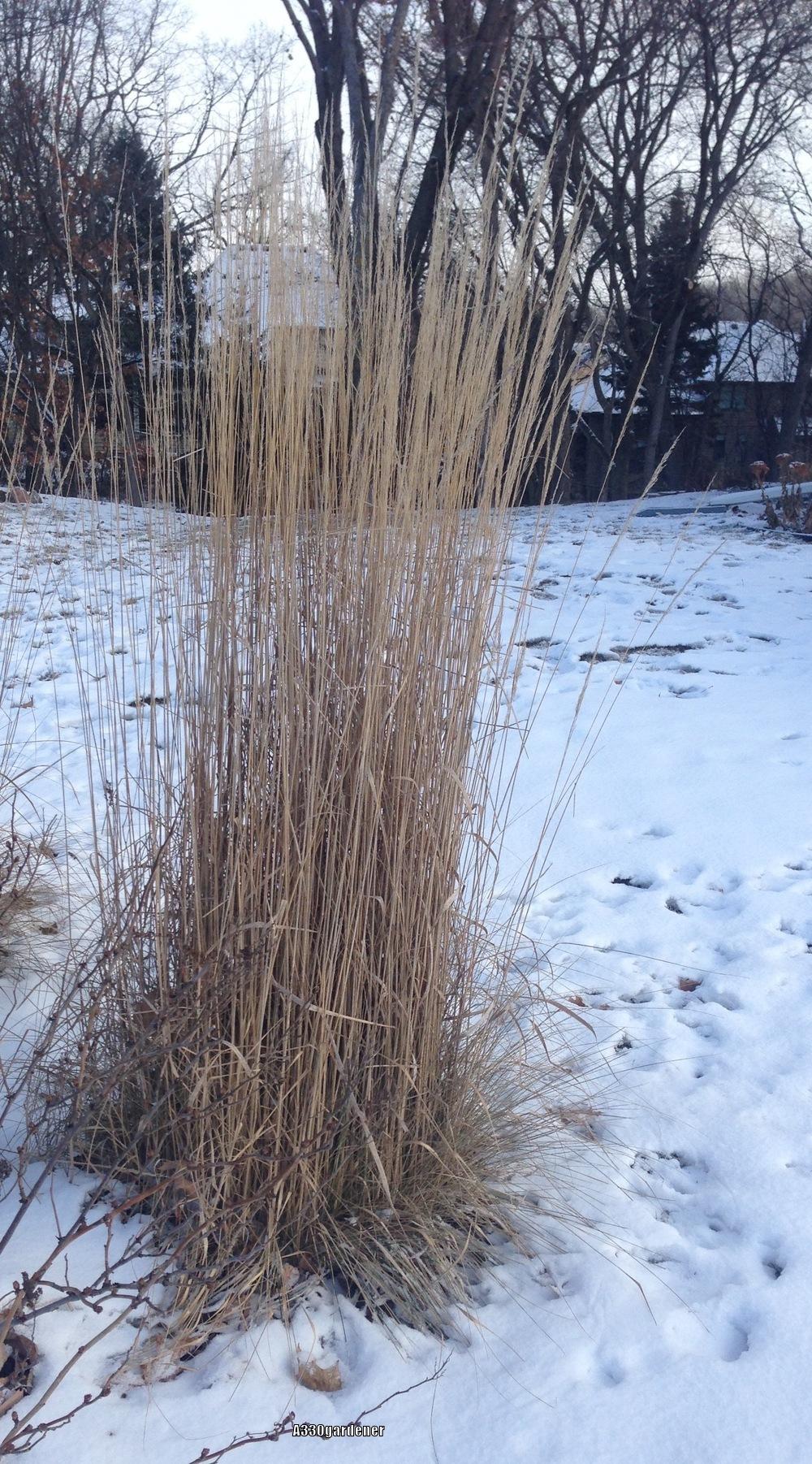 Photo of Feather Reed Grass (Calamagrostis x acutiflora 'Karl Foerster') uploaded by crawgarden