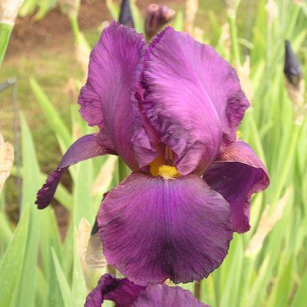 Photo of Arilbred Iris (Iris 'Elmohr') uploaded by Misawa77