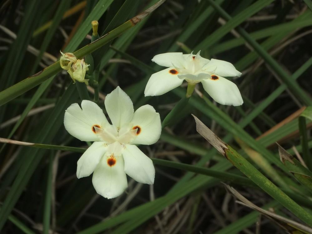 Photo of African Iris (Dietes bicolor) uploaded by carolem