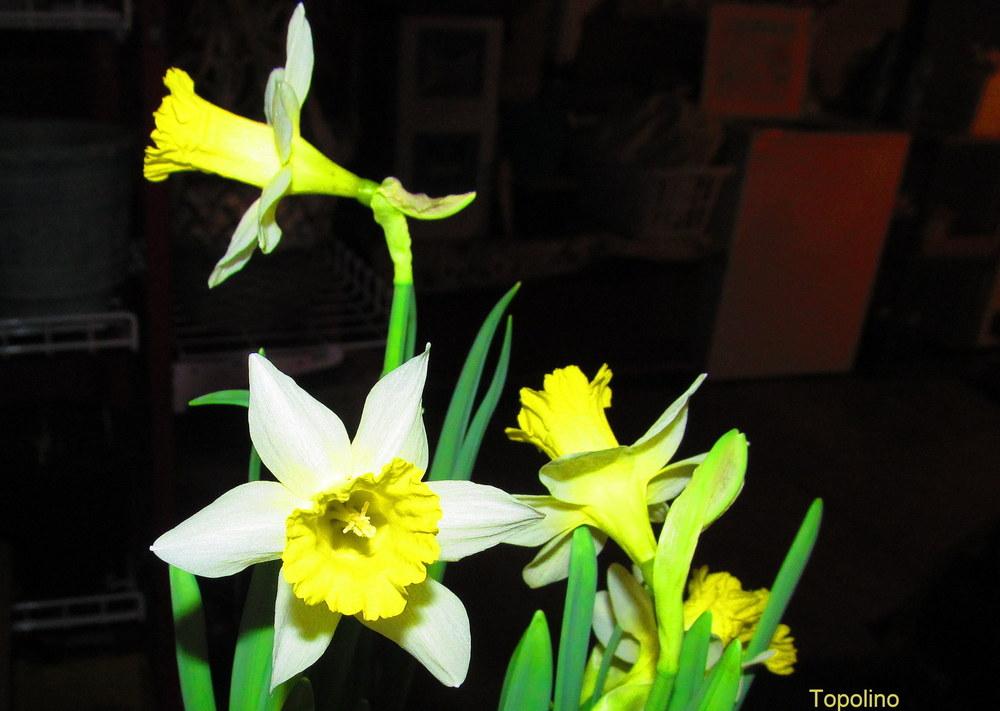 Photo of Trumpet Daffodil (Narcissus 'Topolino') uploaded by jmorth