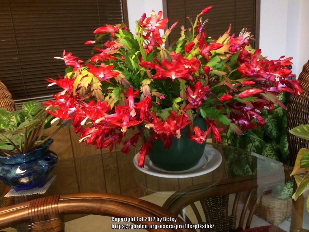 Photo of Christmas Cactus (Schlumbergera truncata) uploaded by piksihk