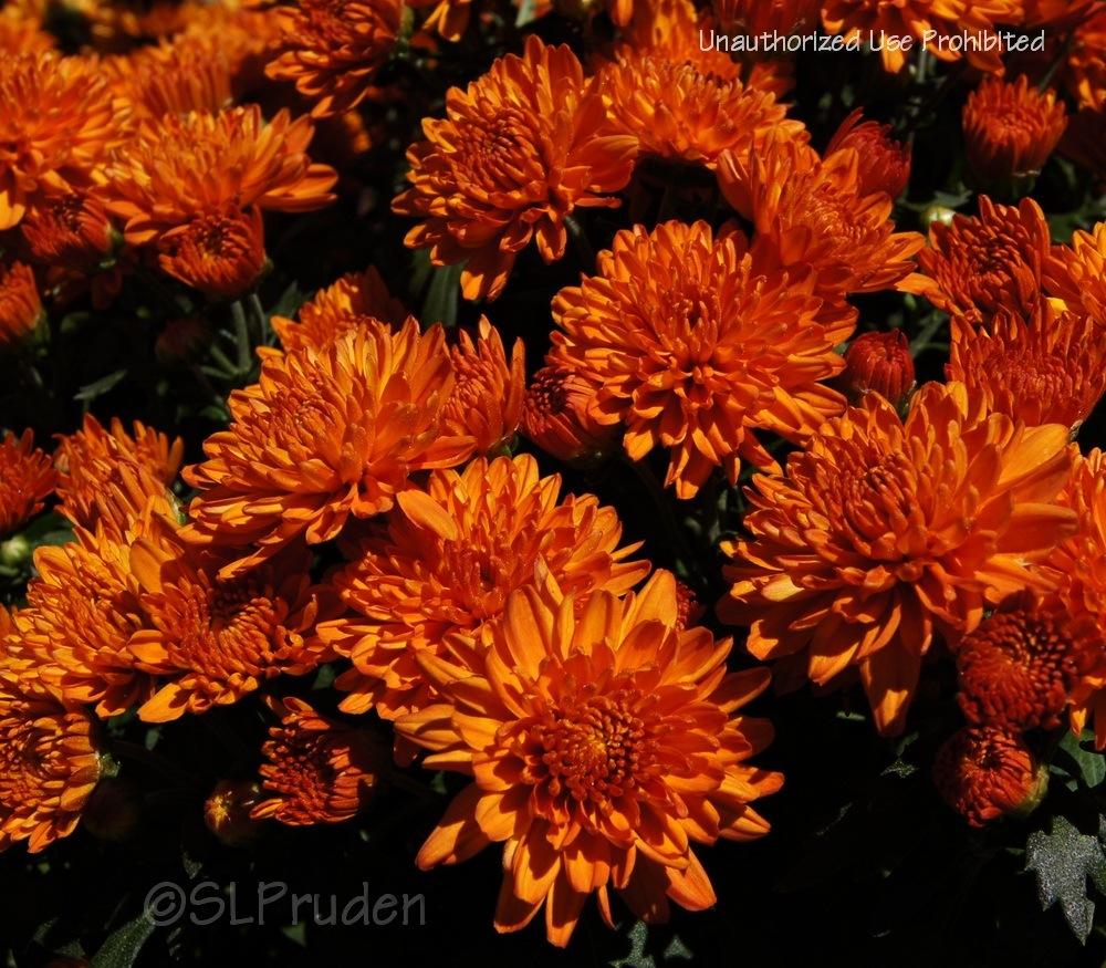 Photo of Garden Mum (Chrysanthemum Aubrey Orange) uploaded by DaylilySLP