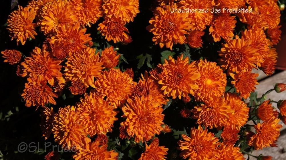 Photo of Garden Mum (Chrysanthemum Aubrey Orange) uploaded by DaylilySLP