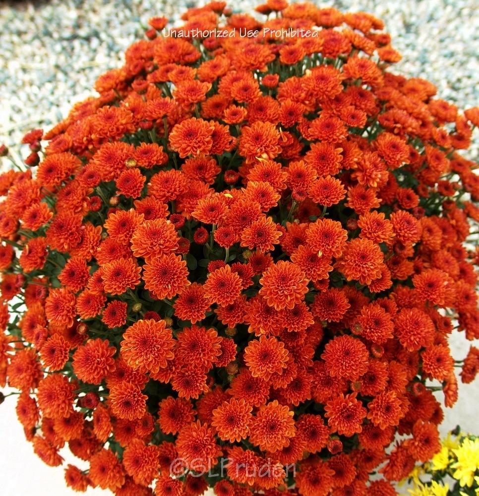 Photo of Chrysanthemum (Chrysanthemum x morifolium 'Ashley') uploaded by DaylilySLP