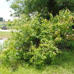 Location: Marsh Creek Lake Park in southeast PA
Date: 2016-06-22
maturing shrub in bloom