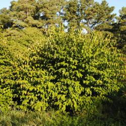 Location: Rehoboth Beach, Delaware
Date: 2012-09-14
full-grown shrub