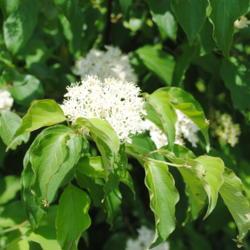 Location: Marsh Creek Lake Park in southeast PA
Date: 2016-06-22
close-up of flower cluster