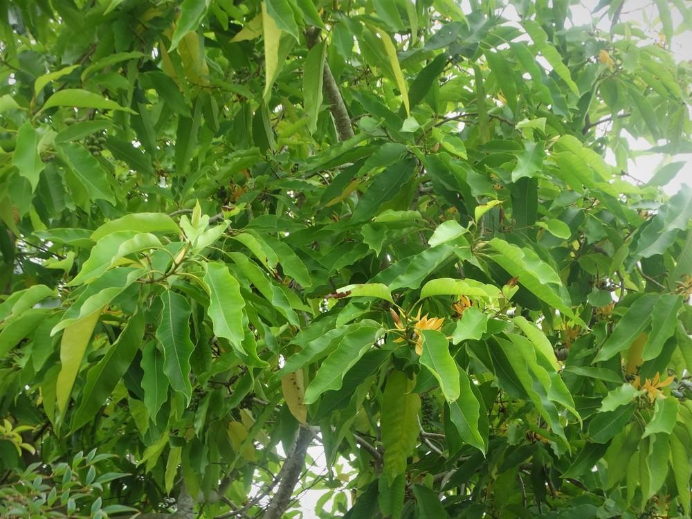 Photo of Joy Perfume Tree (Magnolia champaca) uploaded by carolem