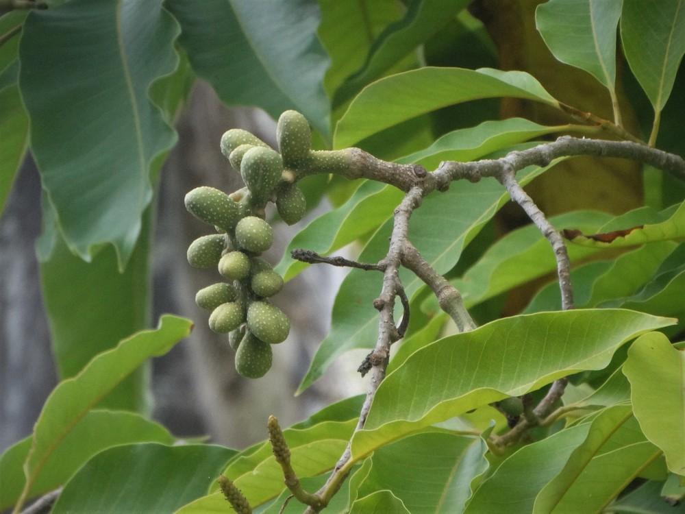 Photo of Joy Perfume Tree (Magnolia champaca) uploaded by carolem