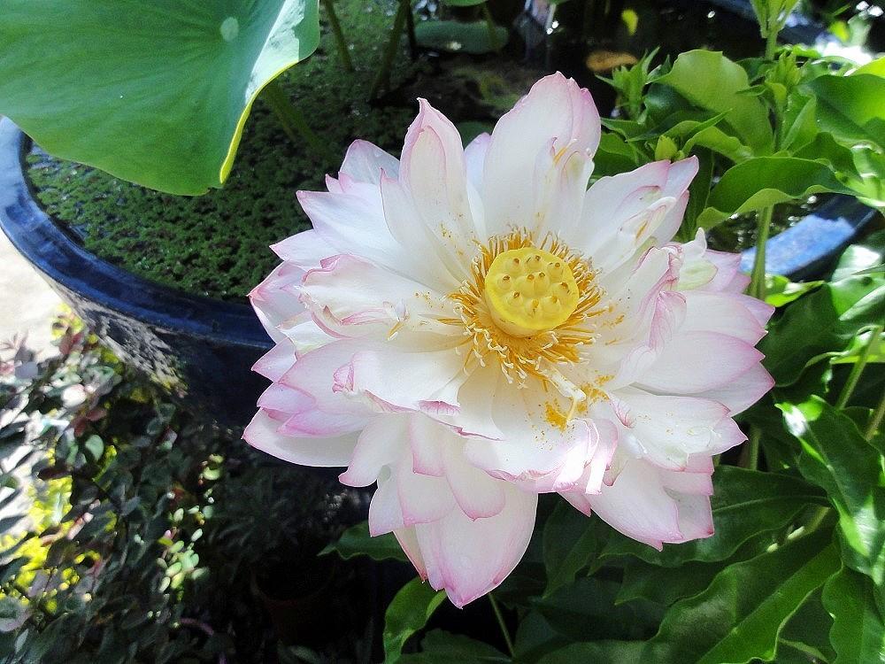 Photo of Lotuses (Nelumbo) uploaded by carolem