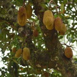 Location: Hue, Vietnam
Date: 2017-12-11
Fruit on tree