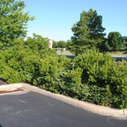 Location: Downingtown, Pennsylvania
Date: 2010-07-03
maturing shrubs in parking lot island
