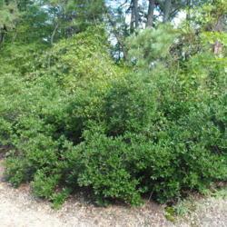 Location: southern New Jersey
Date: 2013-08-10
mature shrub in summer