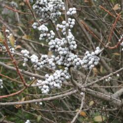 Location: Downingtown, Pennsylvania
Date: 2007-12-28
gray waxy-coated berries without foliage