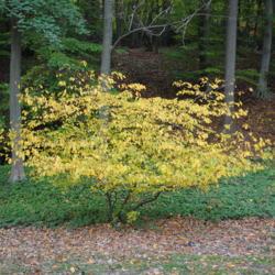 Location: Wayne, Pennsylvania
Date: 2011-10-22
shrub in autumn color