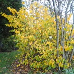 Location: Downingtown, Pennsylvania
Date: 2014-10-16
mature shrub planted in yard in fall color
