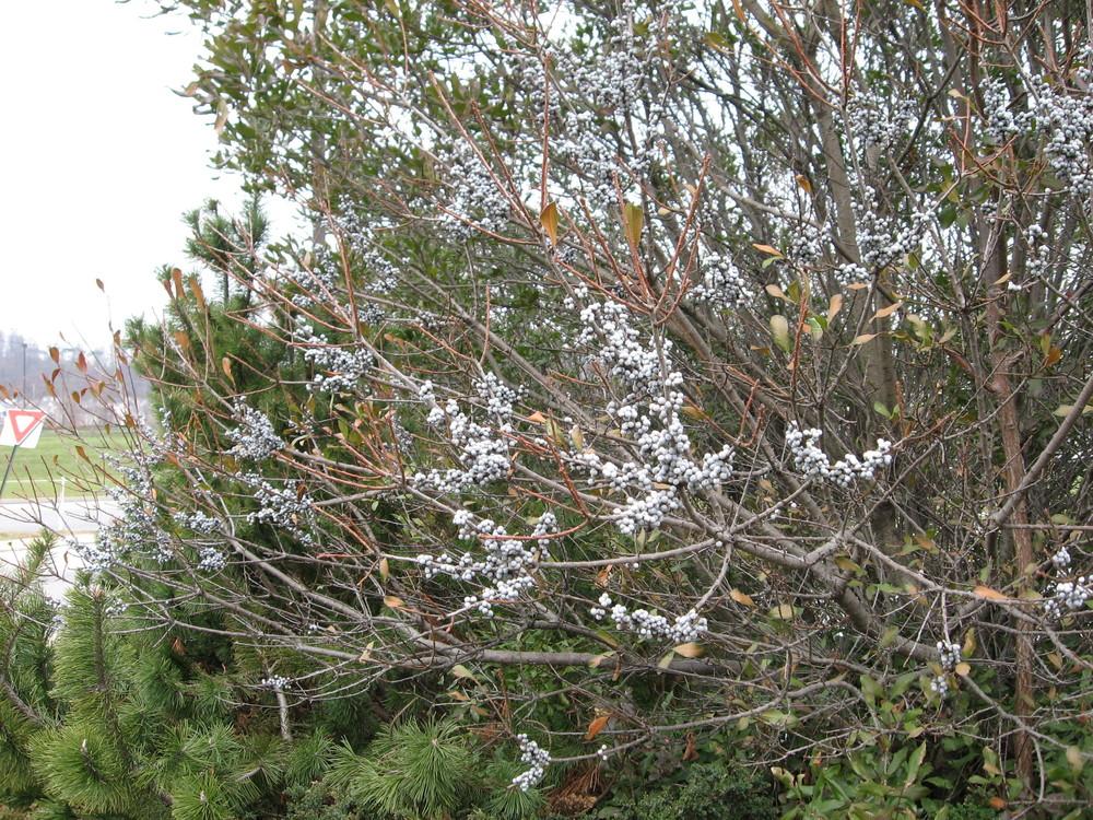 Photo of Northern Bayberry (Morella pensylvanica) uploaded by ILPARW