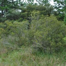 Location: near Rehoboth Beach, Delaware
Date: late summer 2014
a wild shrub