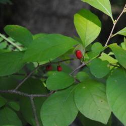 Location: Downingtown, Pennsylvania
Date: 2015-09-16
red fruit and the rounded leaves