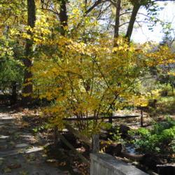 Location: Jenkins Arboretum in Berwyn, Pennsylvania
Date: 2012-10-21
shrub at creek in fall color