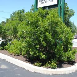 Location: Downingtown, Pennsylvania
Date: 2010-07-11
full-grown shrubs in driveway island
