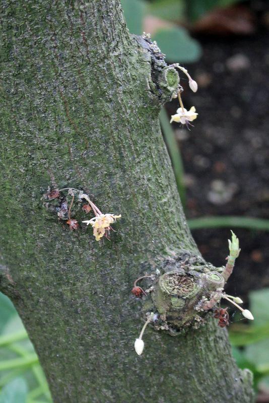 Photo of Cocoa Tree (Theobroma cacao) uploaded by RuuddeBlock