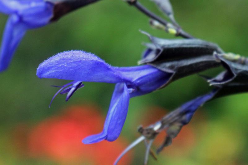 Photo of Anise-Scented Sage (Salvia coerulea 'Black and Blue') uploaded by RuuddeBlock