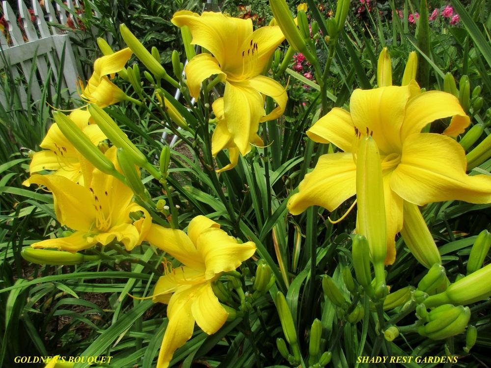 Photo of Daylily (Hemerocallis 'Goldner's Bouquet') uploaded by Casshigh