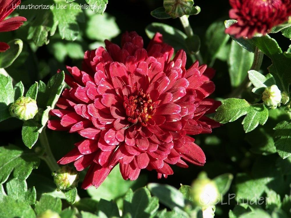 Photo of Garden Mum (Chrysanthemum x morifolium Raquel) uploaded by DaylilySLP