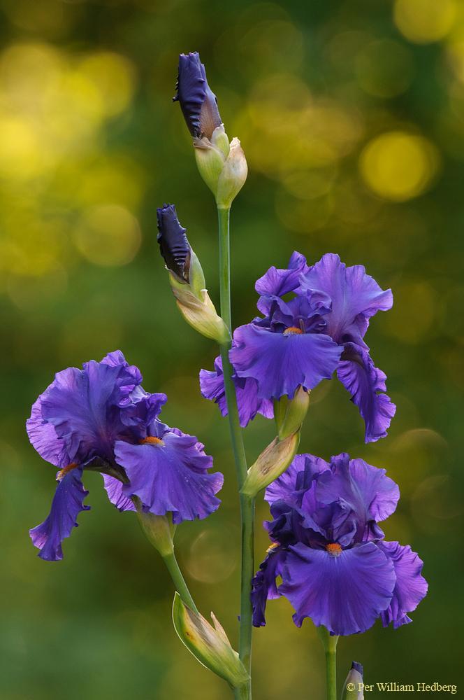 Photo of Tall Bearded Iris (Iris 'Paul Black') uploaded by William