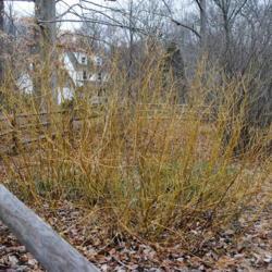 Location: Tyler Arboretum in southeast PA
Date: 2012-02-15
shrubs in winter