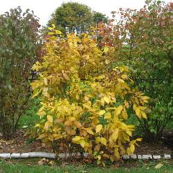 Location: Downingtown, Pennsylvania
Date: 2009-10-30
shrub in yellow fall color between Arrowwoods
