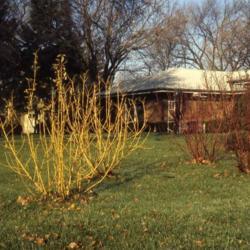 Location: Aurora, Illinois
Date: December in 1980's
two shurbs in yard with two Redtwigs