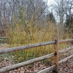 Location: Tyler Arboretum in southeast PA
Date: 2012-02-15
shrubs in winter