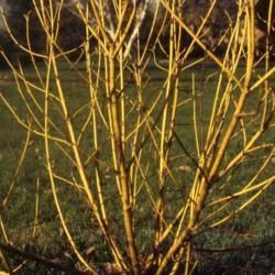 Location: Aurora, Illinois
Date: December in 1980's
close-up of winter stems