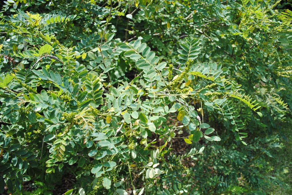 Photo of False Indigo (Amorpha fruticosa) uploaded by ILPARW