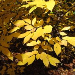Location: Jenkins Arboretum in Berwyn, PA
Date: 2012-10-21
autumn leaves