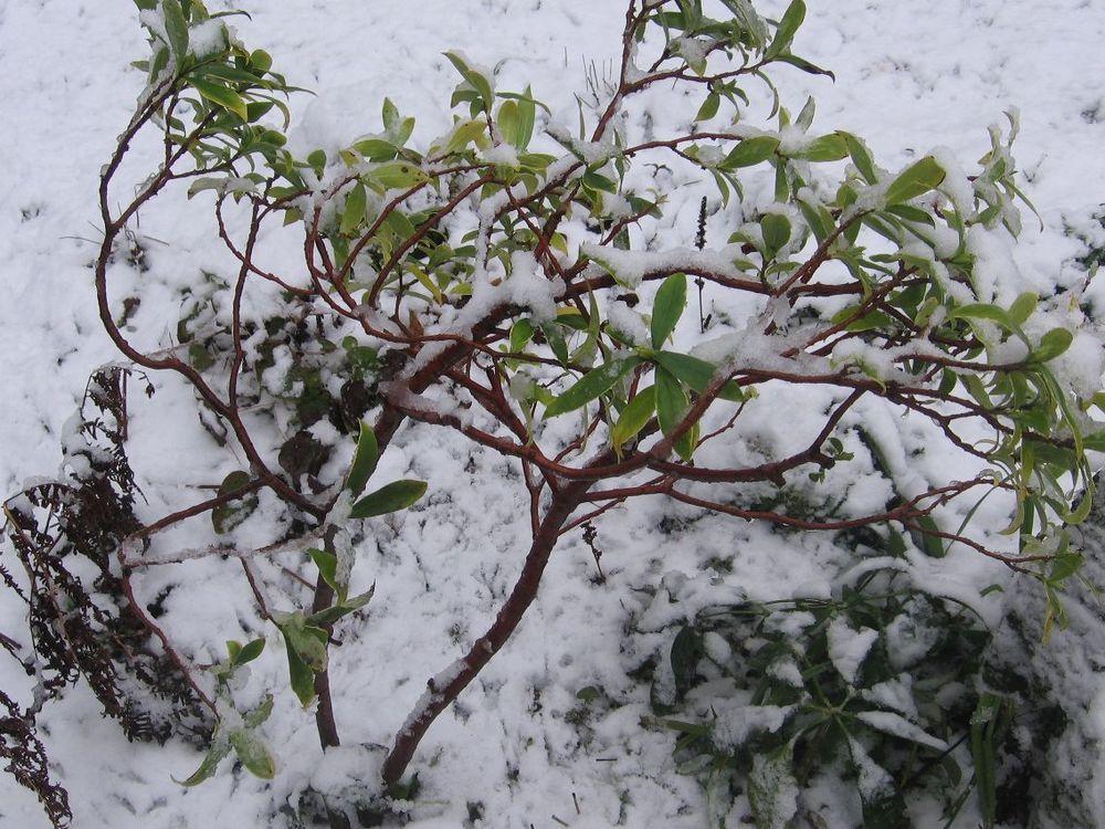 Photo of Variegated Winter Daphne (Daphne odora 'Aureo-Marginata') uploaded by Yorkshirelass