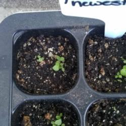 Location: Coastal San Diego County 
Date: 12-28-17
Heuchera 'newest hybrids' seedlings from Swallowtail Seeds. Count