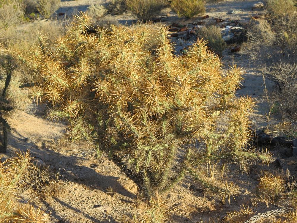 Photo of Chollas (Cylindropuntia) uploaded by Baja_Costero