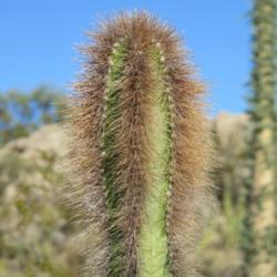 Location: Baja California
Date: 2017-12-30
Pseudocephalium. Hairy spines on older plants indicate sexual mat
