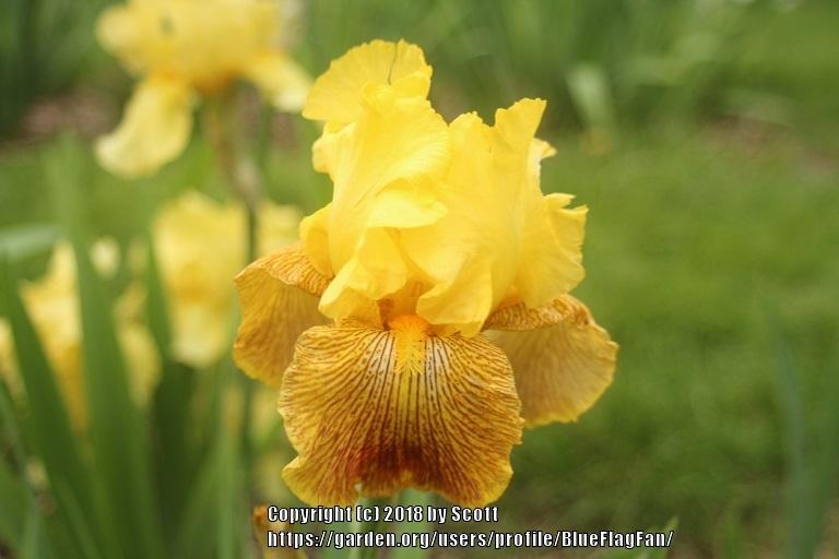 Photo of Tall Bearded Iris (Iris 'Bengal Tiger') uploaded by BlueFlagFan