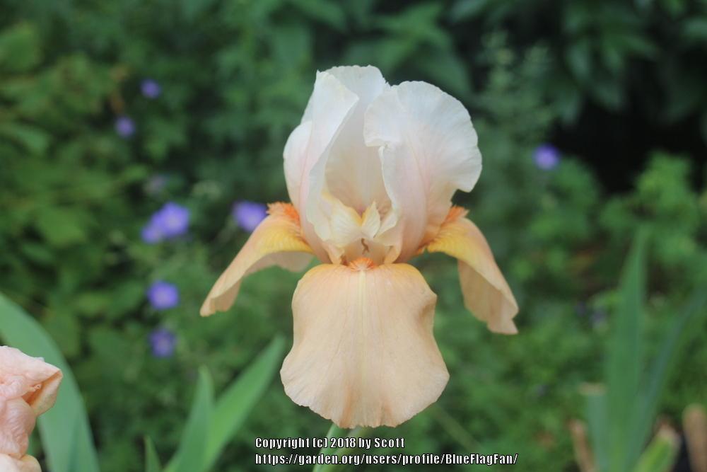 Photo of Tall Bearded Iris (Iris 'Invitation') uploaded by BlueFlagFan