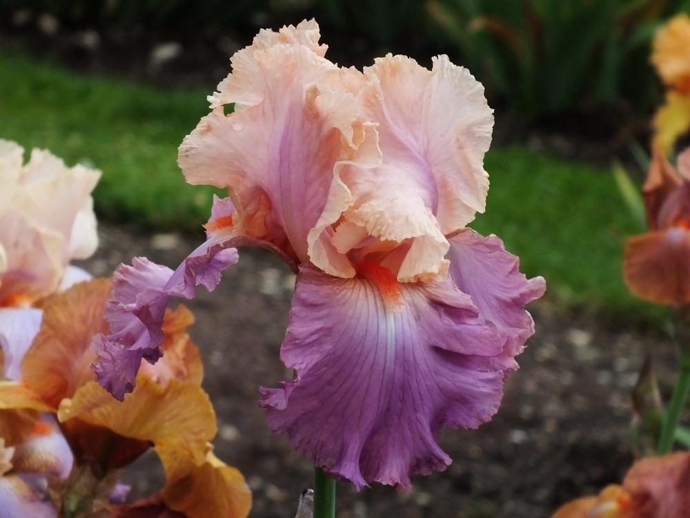 Photo of Tall Bearded Iris (Iris 'Sweet Musette') uploaded by sunnyvalley