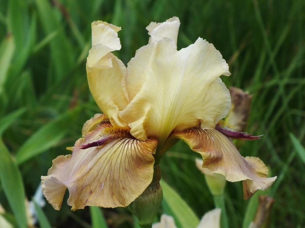 Photo of Tall Bearded Iris (Iris 'Thornbird') uploaded by sunnyvalley