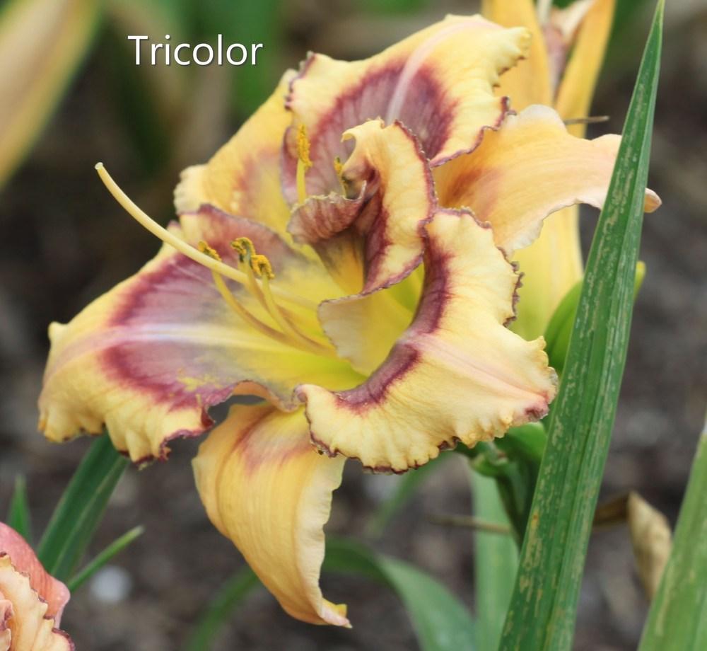 Photo of Daylily (Hemerocallis 'Tricolor') uploaded by Ina