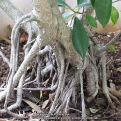 Location: Sebastian, Florida
Date: 2016-07-24
Roots - Ficus benjamina