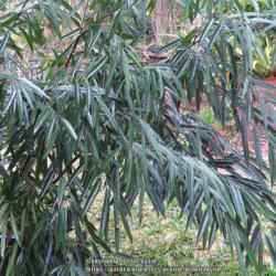 Location: Sebastian, Florida
Date: 2015-02-09
Leaves of Ficus maclellandii 'Alii'
