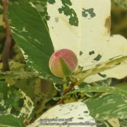 Location: Balboa Park, San Diego, Ca
Date: 2013-08-16
Fruit of Variegated Clown Fig (Ficus aspera)
